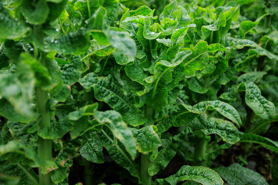 Green stem lettuce crops in garden