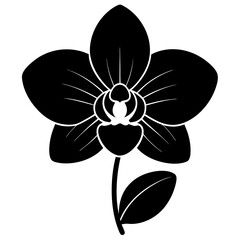 black and white orchid