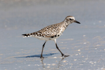 Black bellied Plover