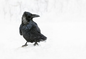 A large Raven braving Alberta's freezing cold winter