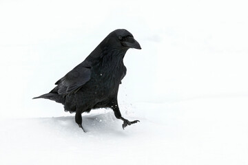 A large Raven braving Alberta's freezing cold winter