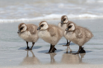 Obraz premium Upland Goose goslings, family group walking along the beach, Falkland Islands
