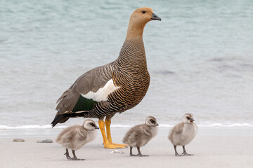 Upland Goose goslings and Mom watching over them, Falkland Islands