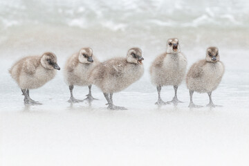 Upland Goose goslings being battered by the wind during a sandstorm, Falkland Islands