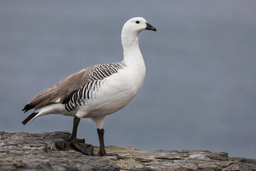 Upland Goose, handsome male on a coastal ledge, Falkland Islands