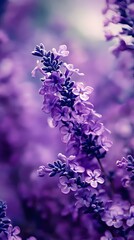 Obraz premium lavender flowers background