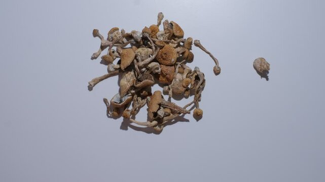 Man pouring dried mushrooms out of a jar onto a white background. Dry psilocybin psychedelic magic shrooms Golden Teacher. Medical usage, microdosing concept.