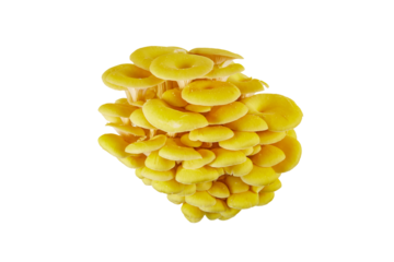 golden oyster mushroom isolated on white or transparent png