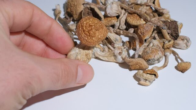 Man holding in his hand Psilocybe Cubensis mushrooms. Psilocybin psychedelic magic shrooms Golden Teacher on white background. Top view, close up, micro-dosing concept, alternative medical therapy. 