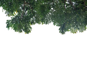 A tropical tree leaf with branches on white isolated background for green foliage backdrop 