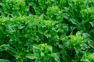 Green stem lettuce crops in garden