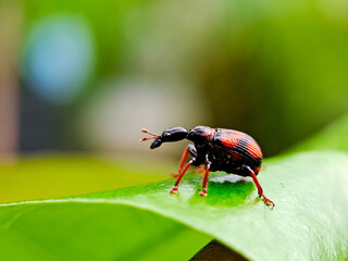vibrant red and black weevil beetle perched on a green leaf. Perfect for nature photography, entomology education