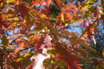Fototapeta premium Autumnal foliage of red oak against blue sky in October