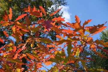Bright blue sky and autumnal foliage of red oak in October
