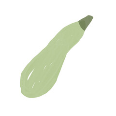 Hand drawn illustration of green zucchini. Farm vegetable.
