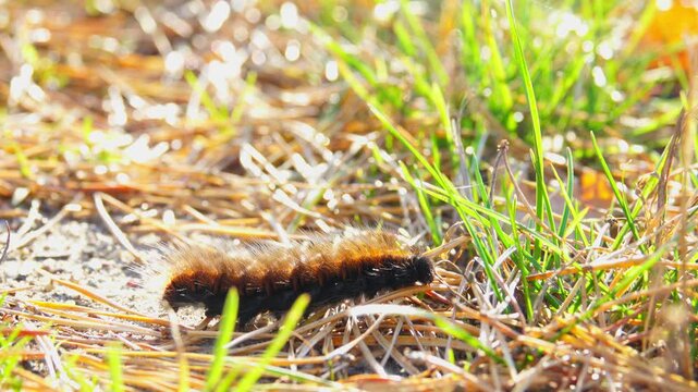 a furry caterpillar crawls in the grass
