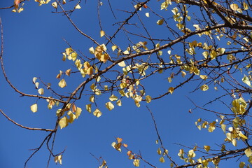 Blue sky and branches of apricot tree with last yellow leaves in October