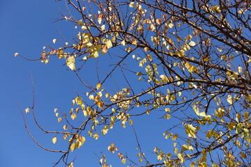 Unclouded blue sky and branches of apricot tree with autumnal foliage in October