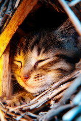 A peaceful tabby cat sleeping in a cozy nest of twigs, radiating warmth and tranquility.