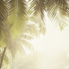 Obraz premium rain forest in the morning