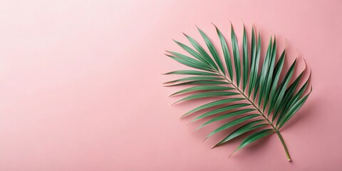 Fototapeta premium Single Tropical Palm Frond on a Pink Background, Ideal for Summer Designs and Minimalist Projects