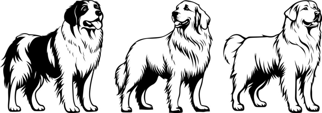 Illustrations Vectorielles de Trois Chiens de Montagne en Noir et Blanc