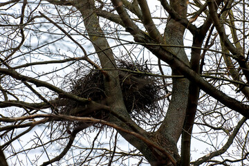 Ein großes Vogelnest in der Baumkrone.