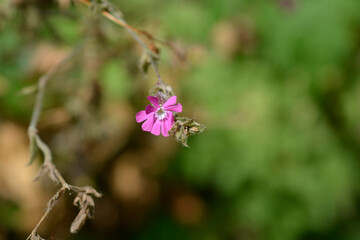 Red campion flower