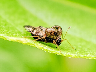 Macro photograph of a tiny, intricately patterned lace bug crawling on a green leaf. Perfect for nature photography