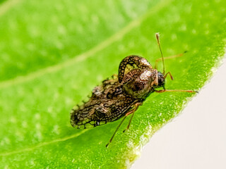 Macro photograph of a tiny, intricately patterned lace bug crawling on a green leaf. Perfect for nature photography