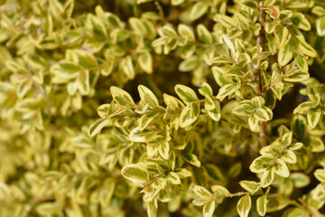 Variegated boxwood leaves