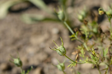 Black caraway seed pod