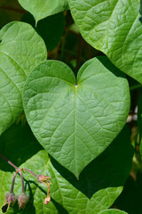Common morning glory leaves