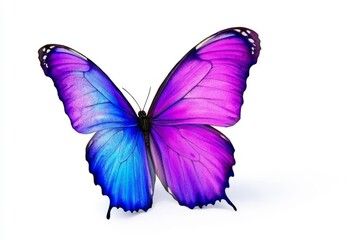 A lone beautiful purple butterfly floats on a pristine white background