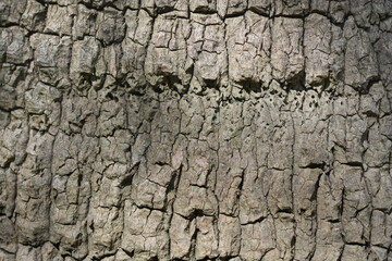 Chinese fan palm bark detail