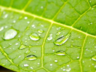 Macro shot of water droplets glistening on a vibrant green leaf, showcasing its intricate vein pattern