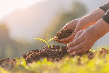 Woman hand planting small trees in the garden..