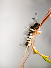 Macro shot of a hairy caterpillar covered in tiny white cocoons, showcasing the intricate relationship between species in nature