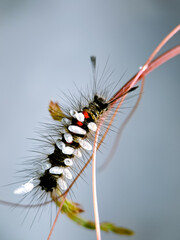 Macro shot of a hairy caterpillar covered in tiny white cocoons, showcasing the intricate...