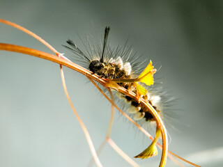 Macro shot of a hairy caterpillar covered in tiny white cocoons, showcasing the intricate relationship between species in nature