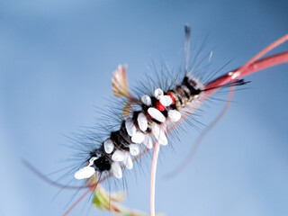 Macro shot of a hairy caterpillar covered in tiny white cocoons, showcasing the intricate...