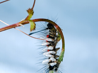Macro shot of a hairy caterpillar covered in tiny white cocoons, showcasing the intricate...
