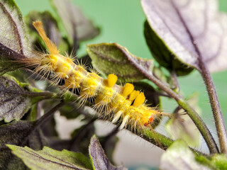 Macro shot of a vibrant yellow caterpillar with tufts of hair and a striking red spot, crawling along a green stem