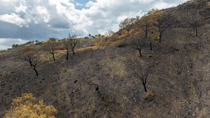 Aerial view of a burnt field. A few shrubs survived a recent forest fire.
