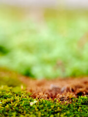 Macro shot of vibrant green moss and tiny plants thriving in a lush, natural environment. This image evokes a sense of tranquility