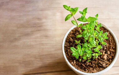 Mint grows in a pot, decorating the interior, creating an eco-friendly environment in the room, and creating a spring mood