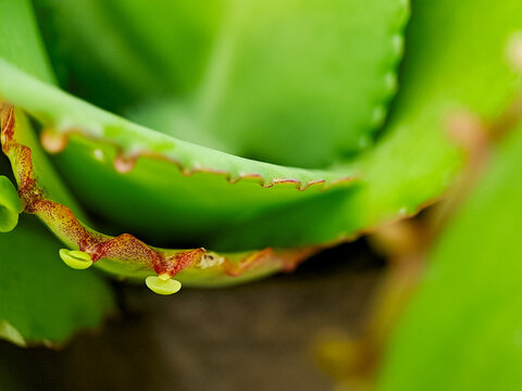 Macro shot of a vibrant green succulent leaf with a row of tiny, reddish brown nubs along its edge, showcasing the intricate details of plant life