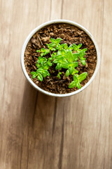 Mint grows in a pot, decorating the interior, creating an eco-friendly environment in the room, and creating a spring mood