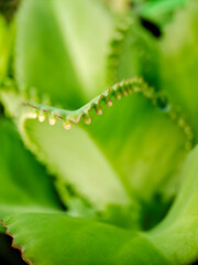 Macro shot of a vibrant green succulent leaf with a row of tiny, reddish brown nubs along its edge, showcasing the intricate details of plant life