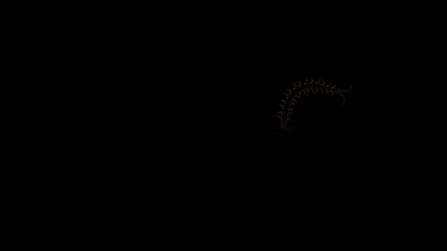 Centipede Crawling over Camera Lense 3D Animation with Alpha Channel Transparency in HQ QHD Apple ProRes Resolution. The Bug Looks Like it has Crawled onto the Lens Glass. Visual Effect Overly, VFX